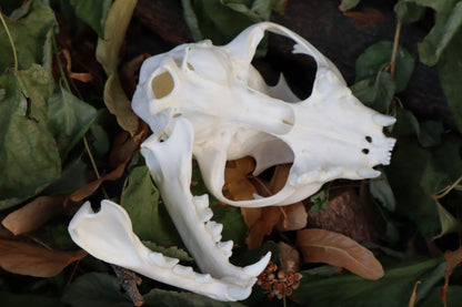 Alaskan Lynx Skull