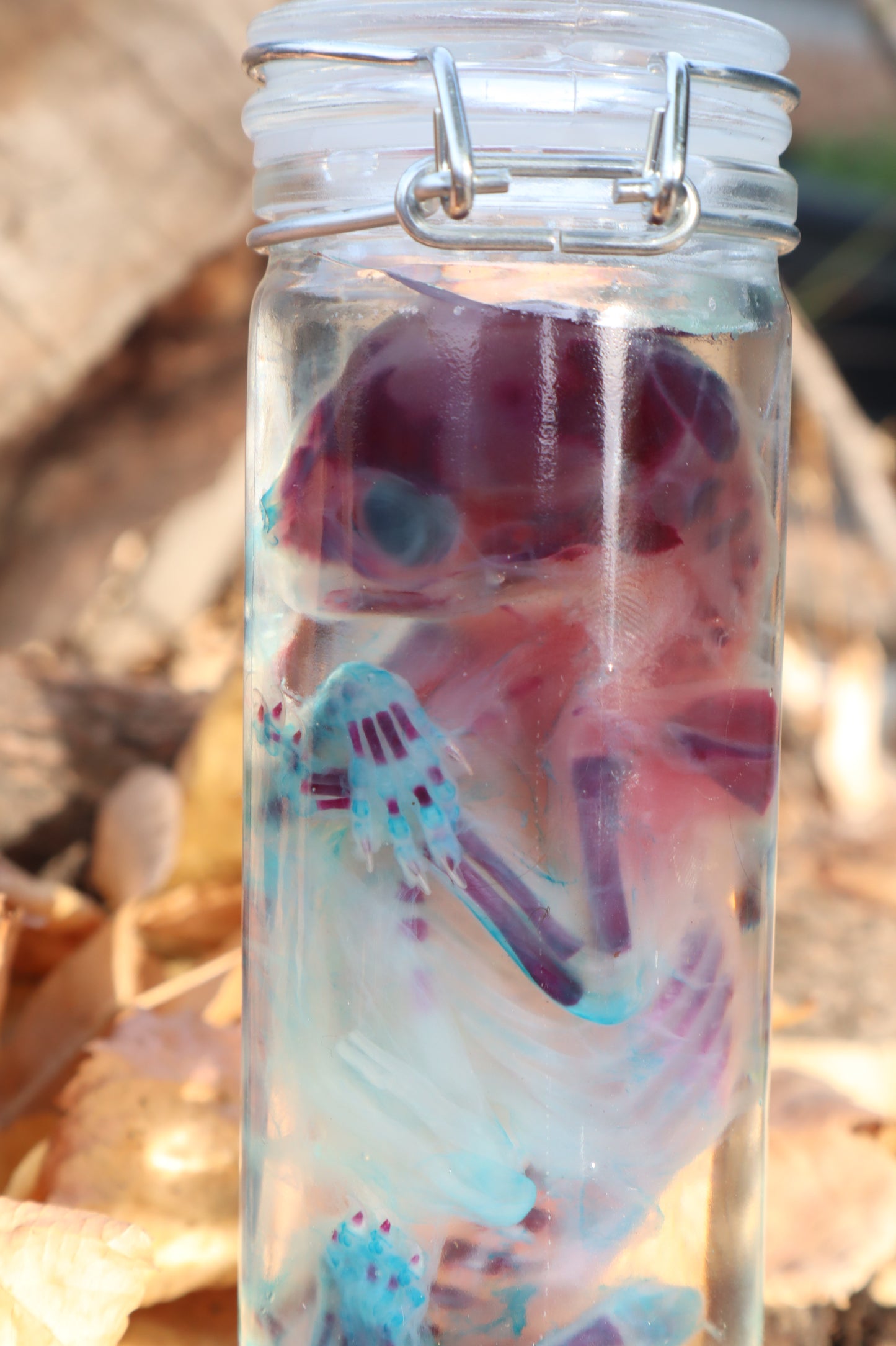 Diaphonized Fetal Kitten