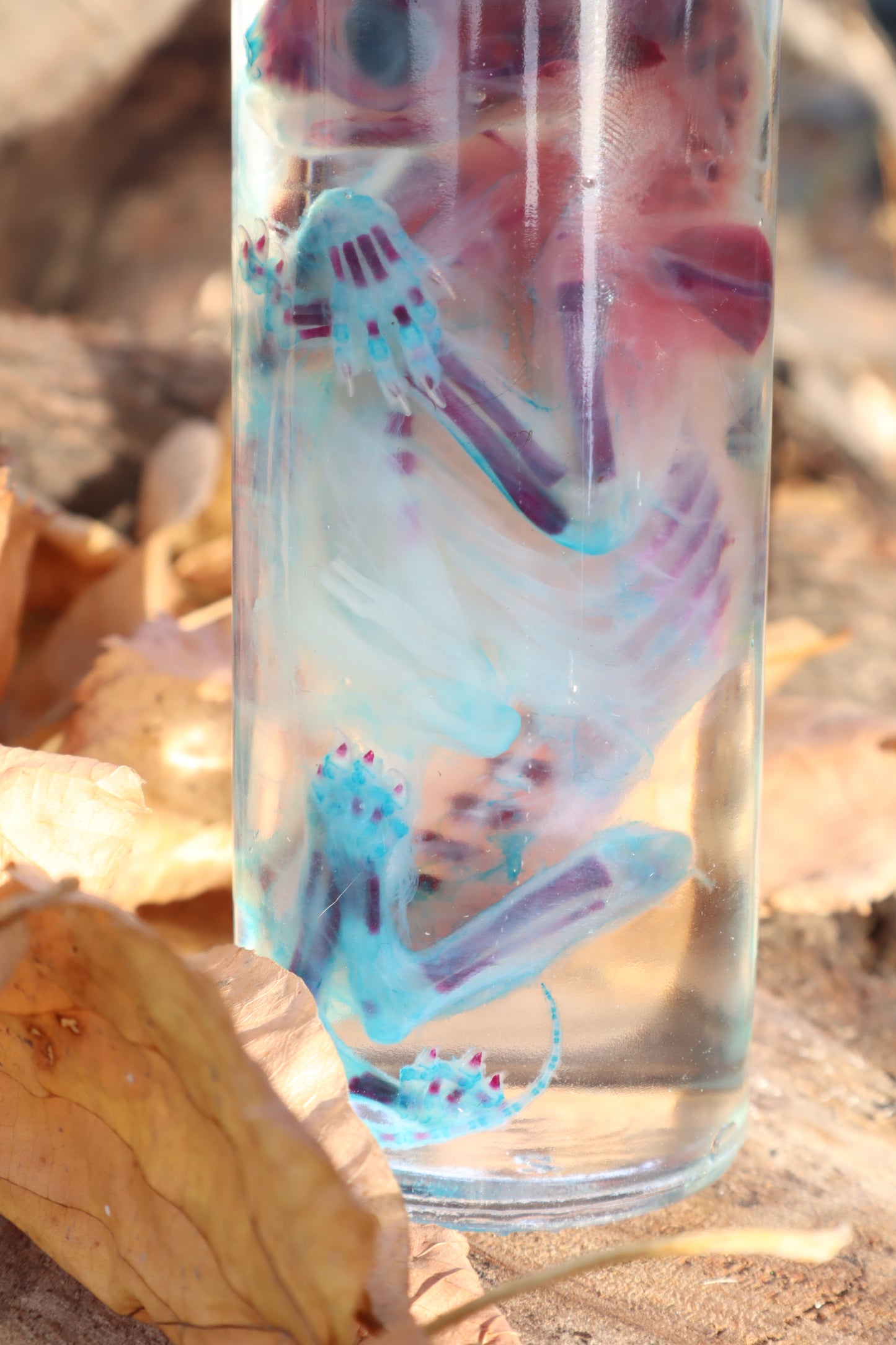 Diaphonized Fetal Kitten