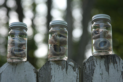 Goat Eyes Wet Specimen