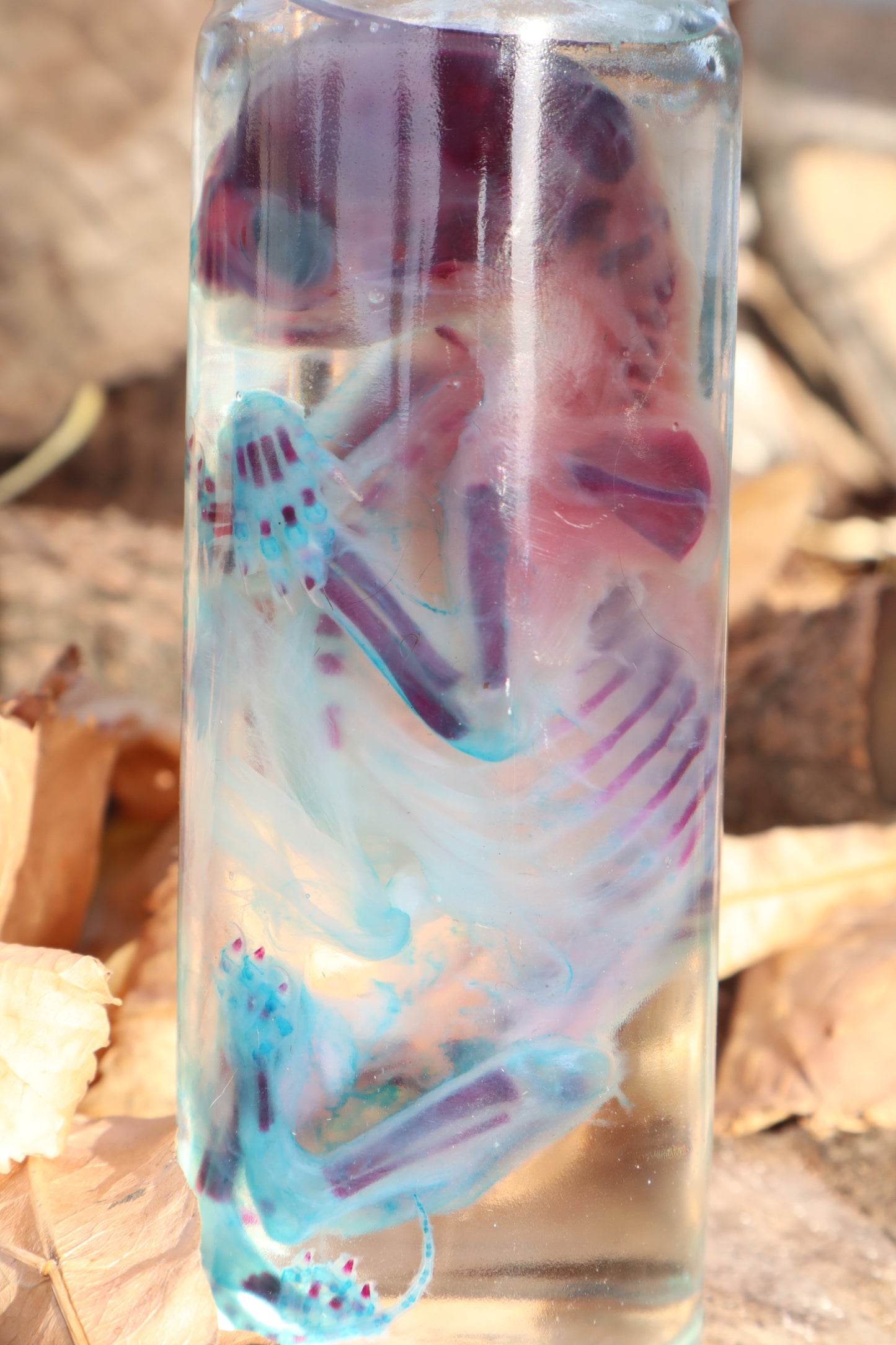 Diaphonized Fetal Kitten