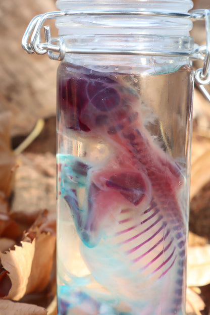 Diaphonized Fetal Kitten