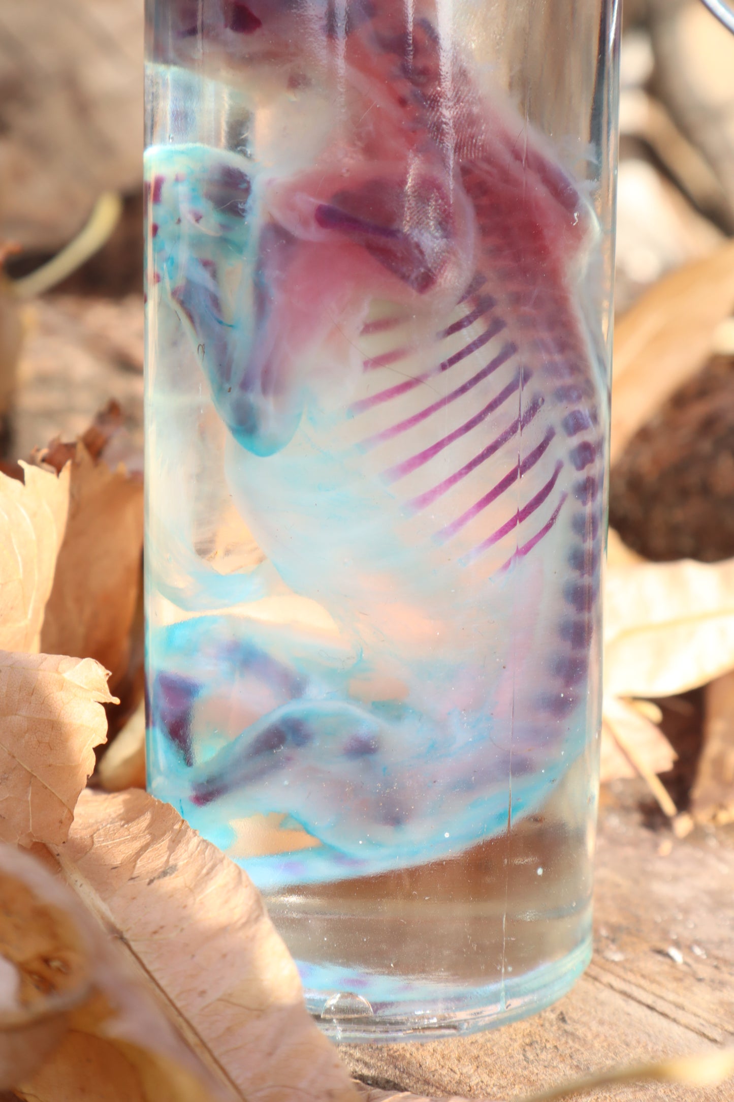 Diaphonized Fetal Kitten