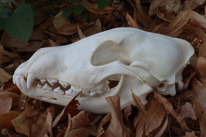Juvenile Alaskan Gray Wolf Skull