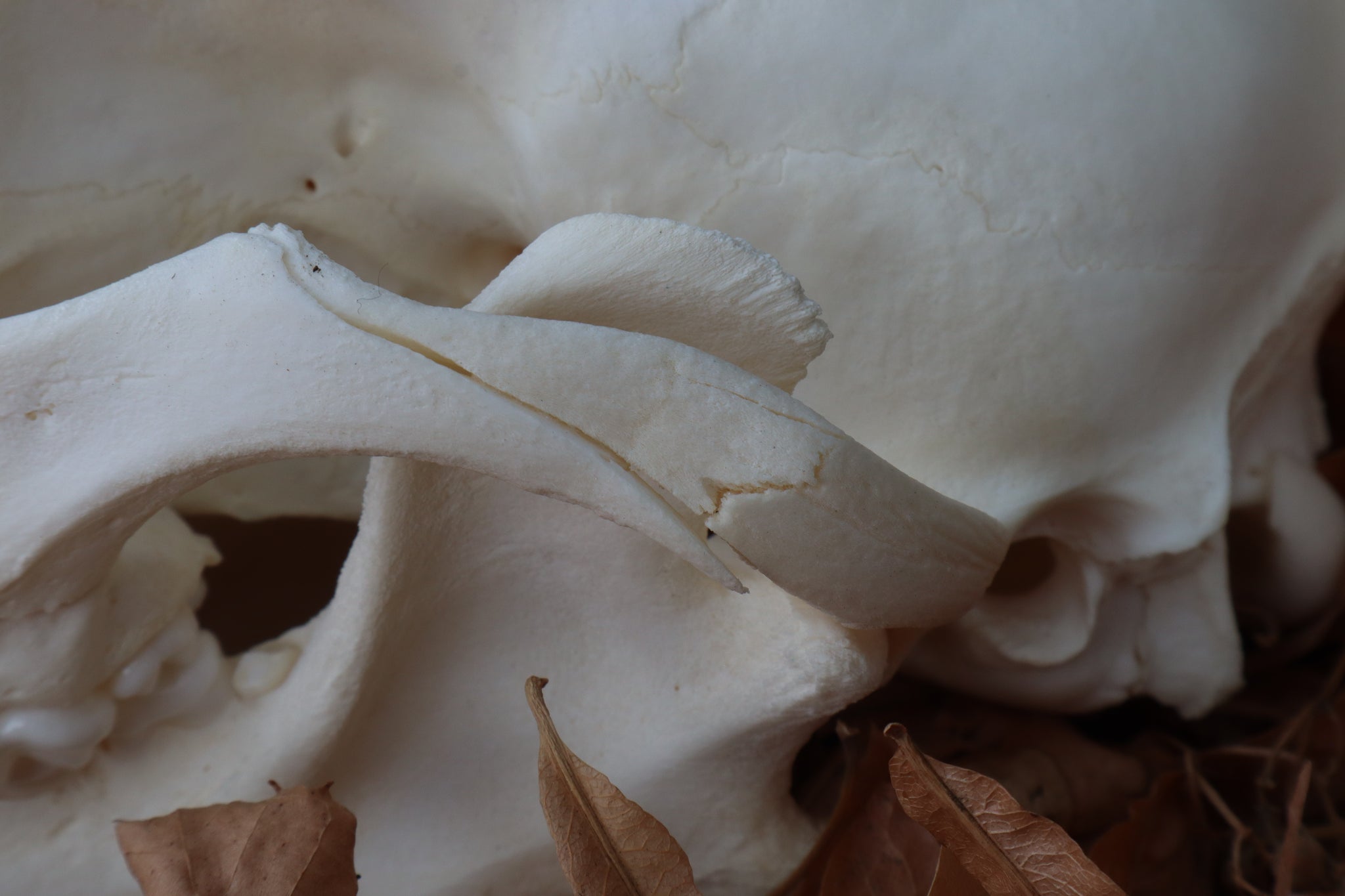 Juvenile Alaskan Gray Wolf Skull