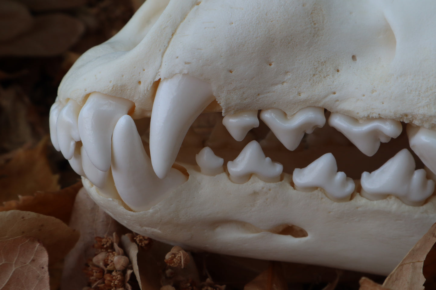 Juvenile Alaskan Gray Wolf Skull