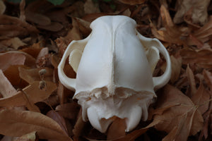 Juvenile Alaskan Gray Wolf Skull