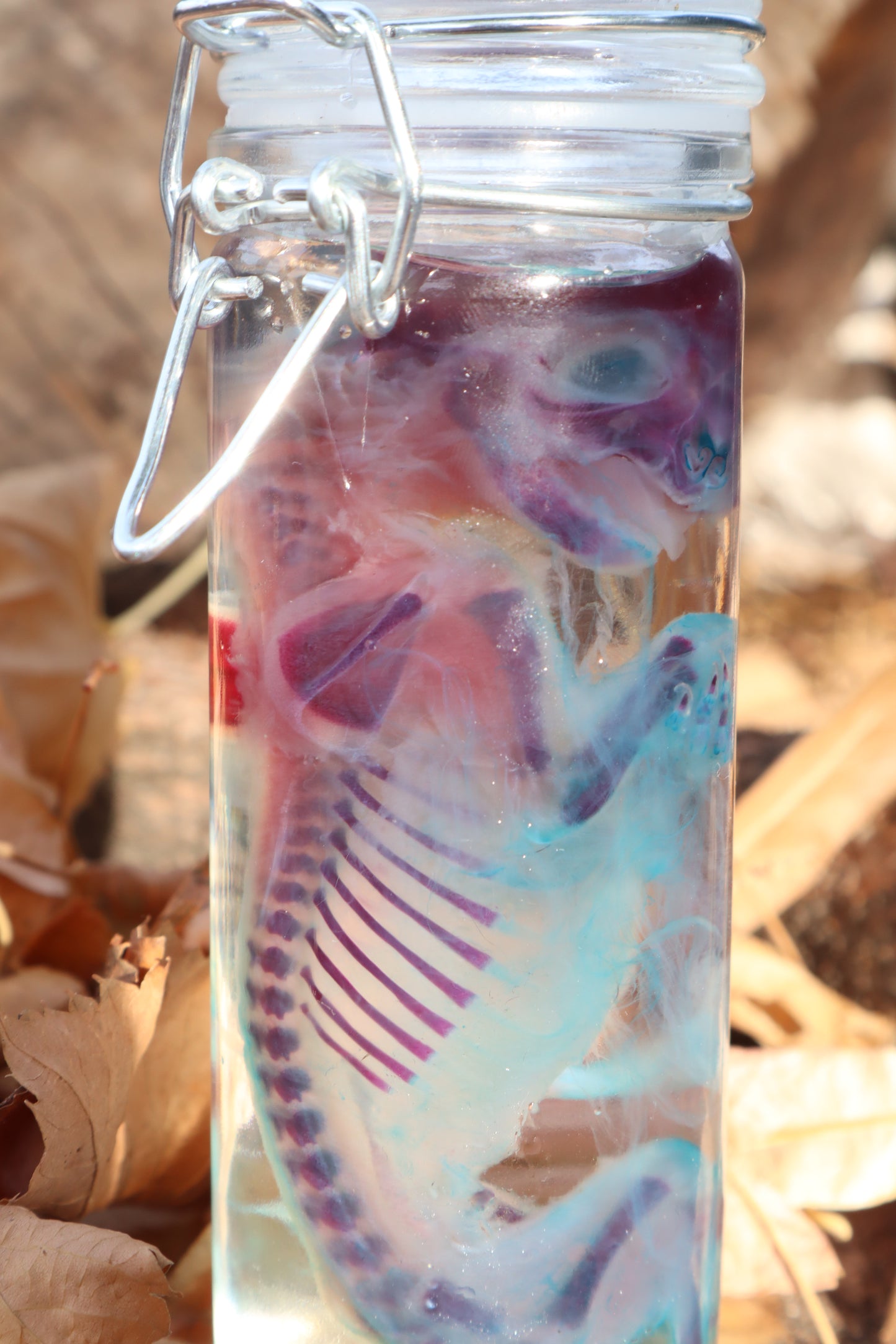 Diaphonized Fetal Kitten
