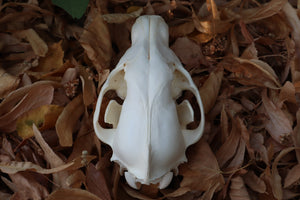 Juvenile Alaskan Gray Wolf Skull