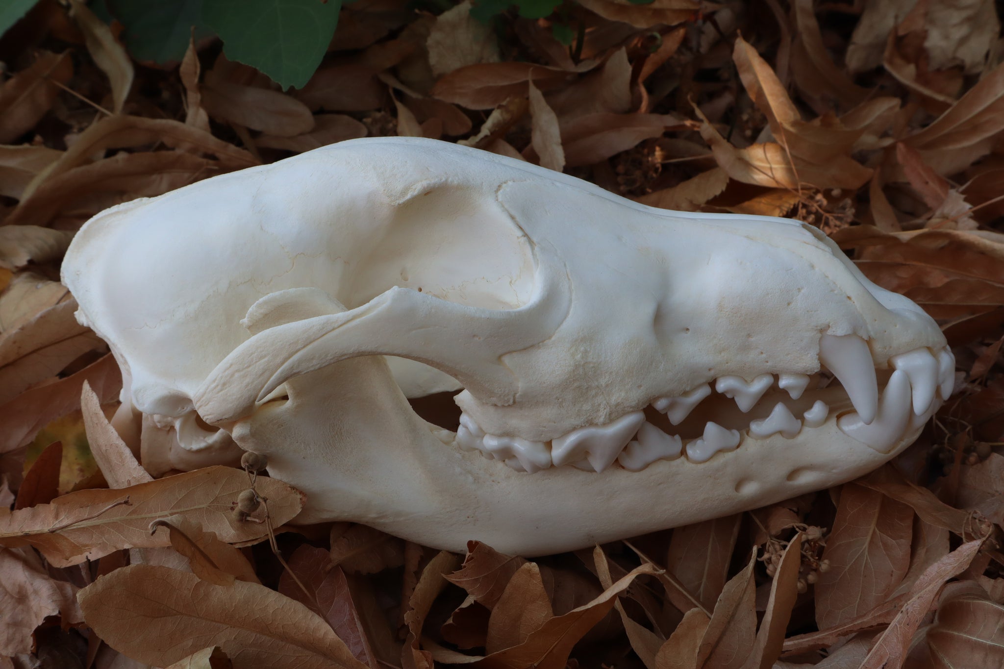 Juvenile Alaskan Gray Wolf Skull