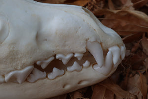 Juvenile Alaskan Gray Wolf Skull