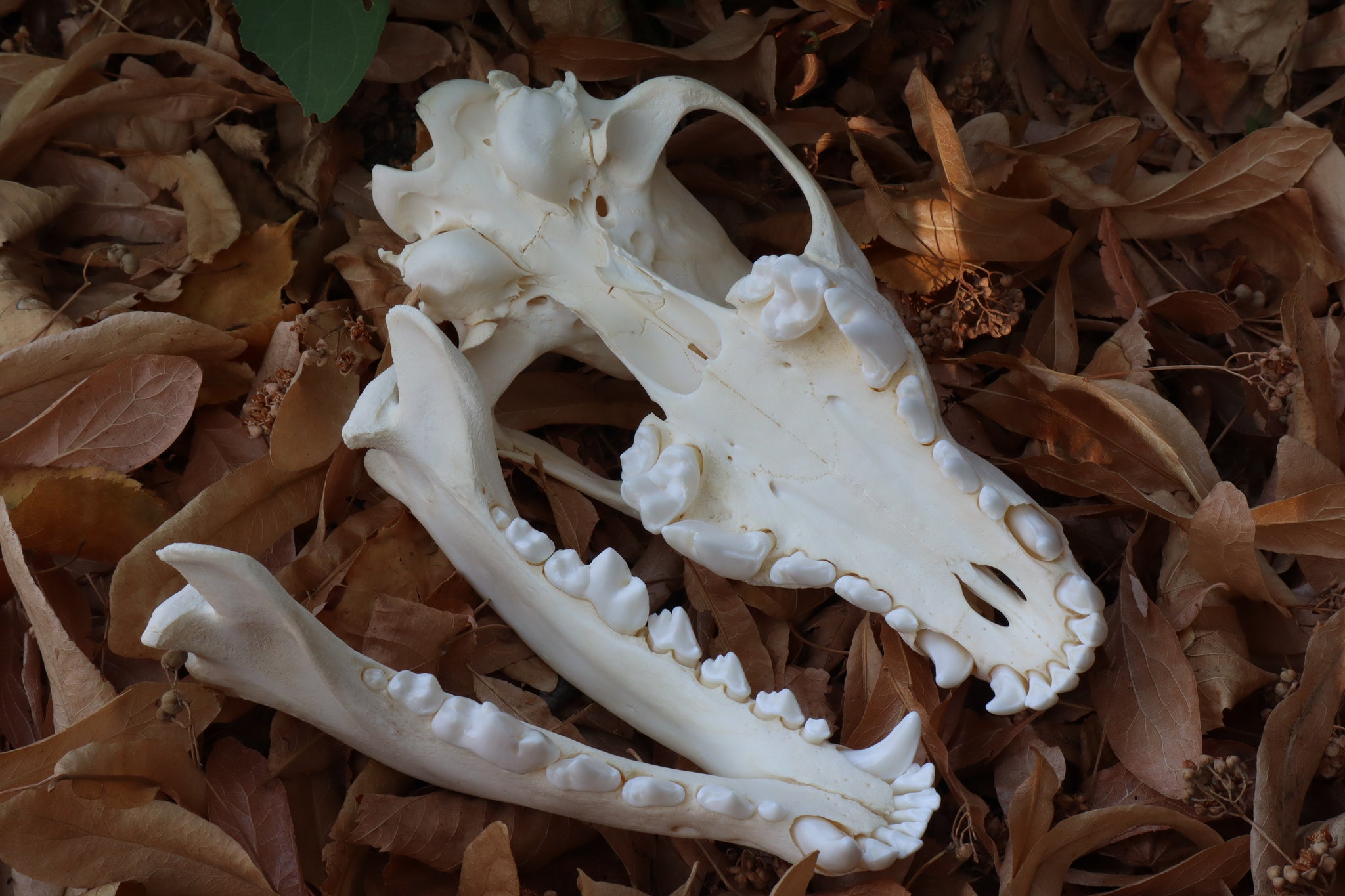 Juvenile Alaskan Gray Wolf Skull