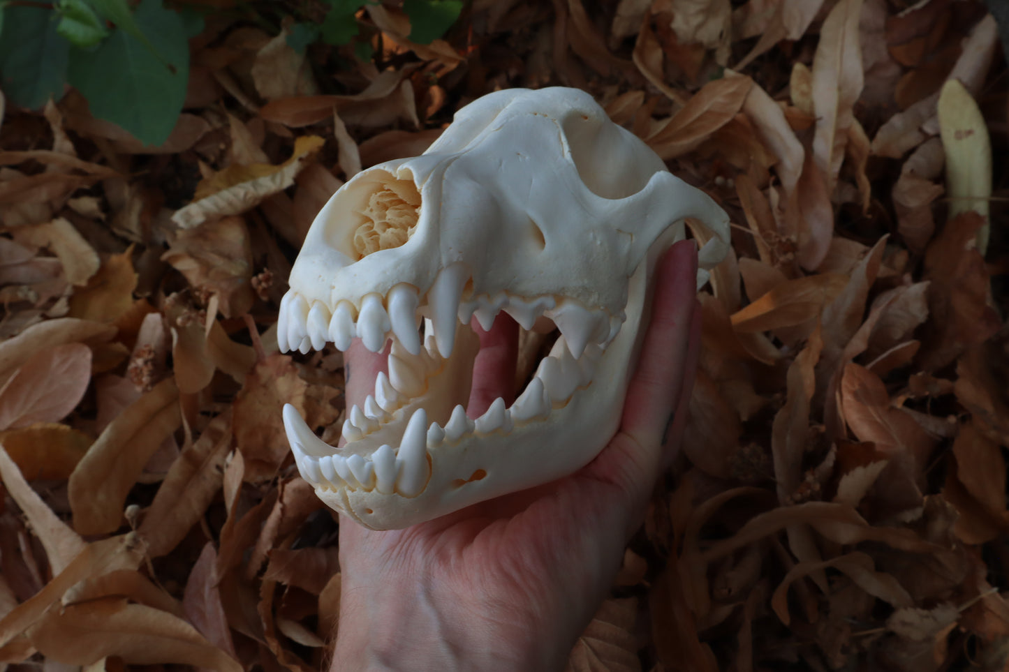 Juvenile Alaskan Gray Wolf Skull