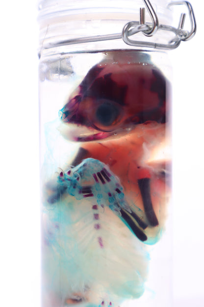 Diaphonized Fetal Kitten