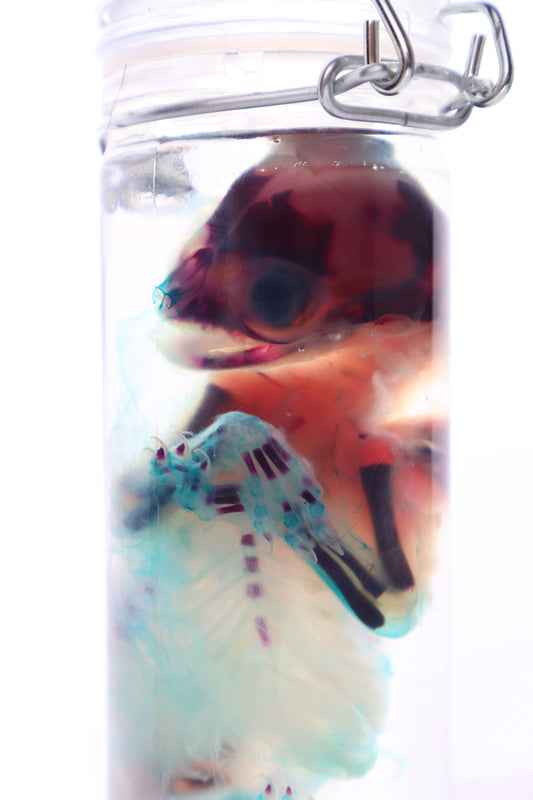 Diaphonized Fetal Kitten