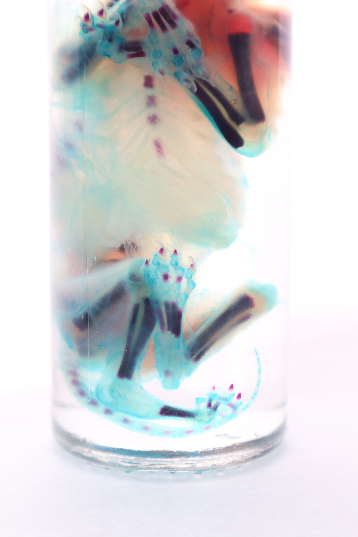 Diaphonized Fetal Kitten
