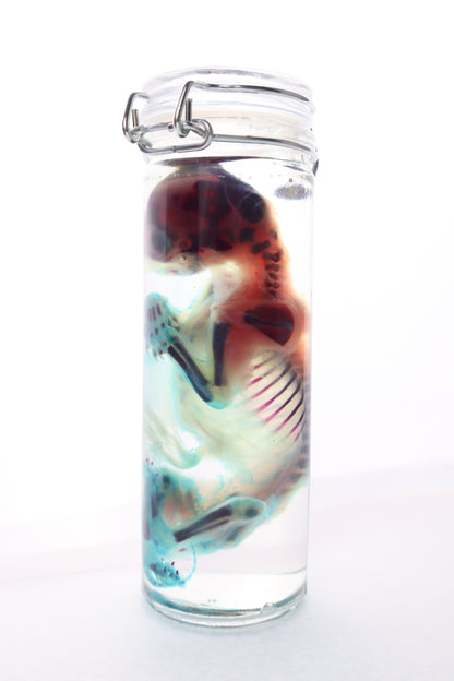 Diaphonized Fetal Kitten