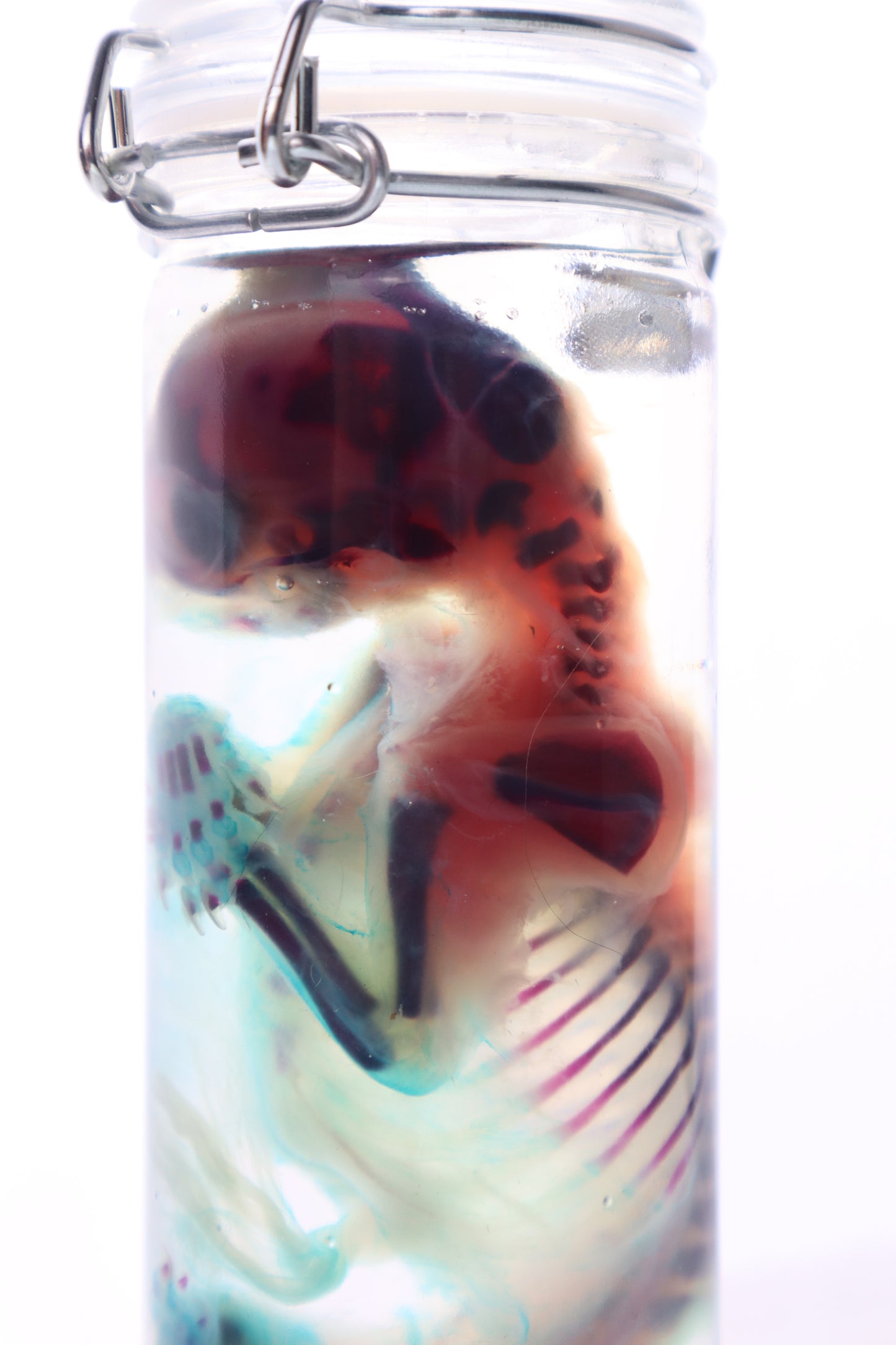 Diaphonized Fetal Kitten