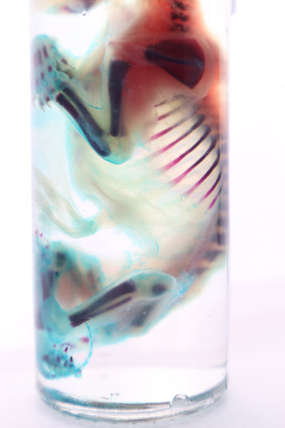 Diaphonized Fetal Kitten