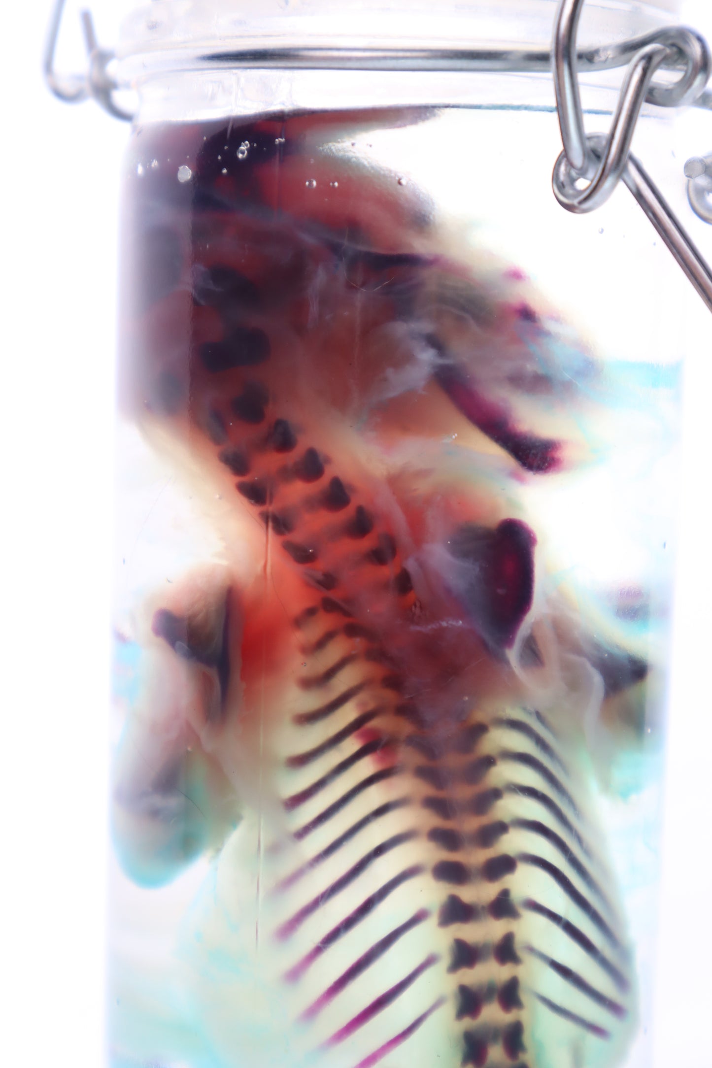 Diaphonized Fetal Kitten