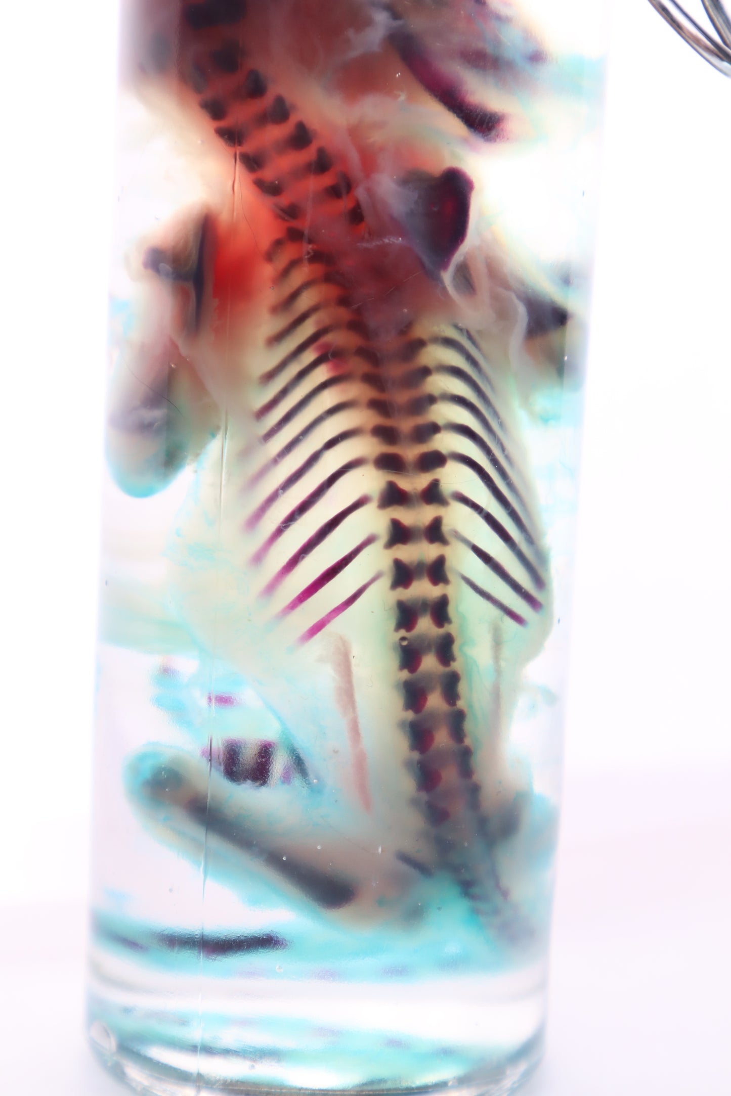 Diaphonized Fetal Kitten