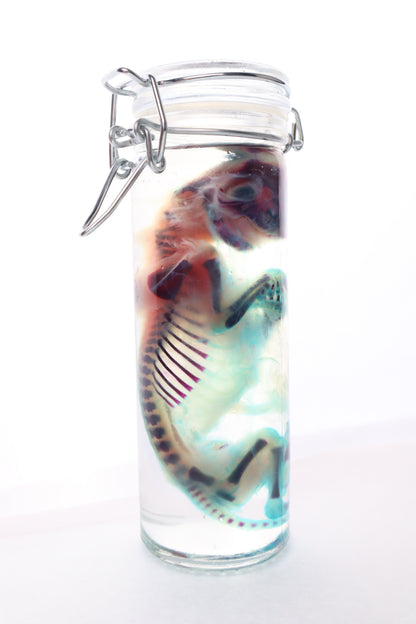 Diaphonized Fetal Kitten