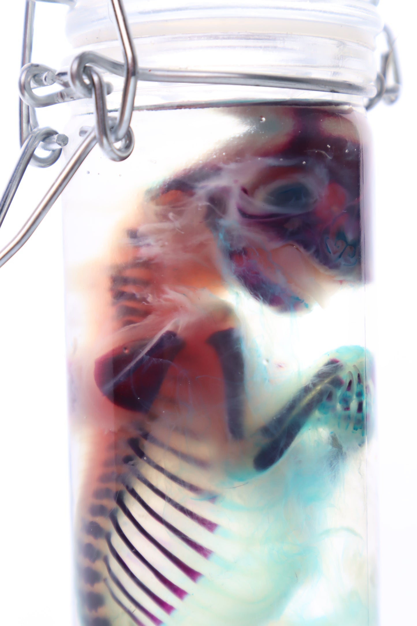 Diaphonized Fetal Kitten