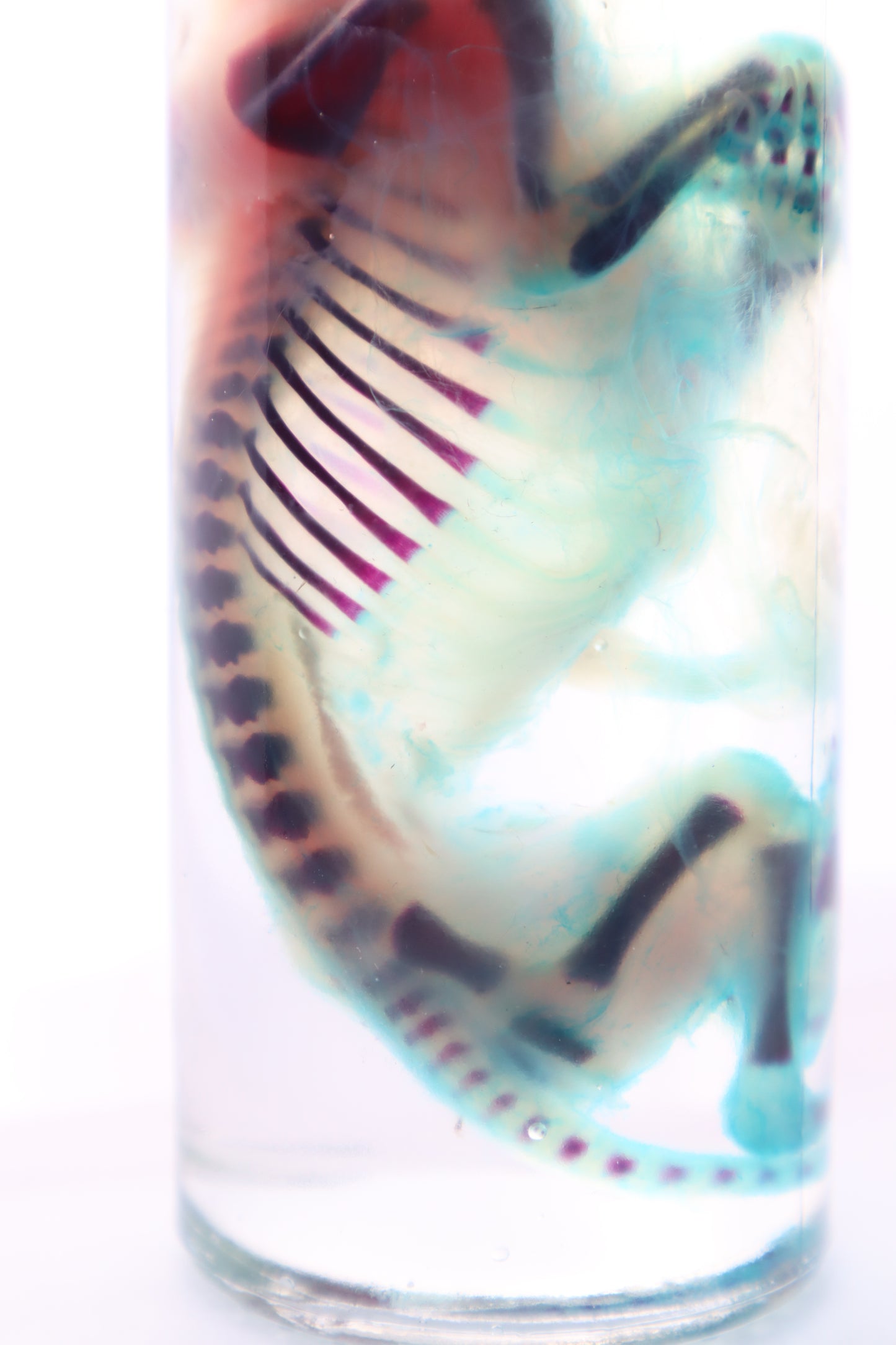 Diaphonized Fetal Kitten