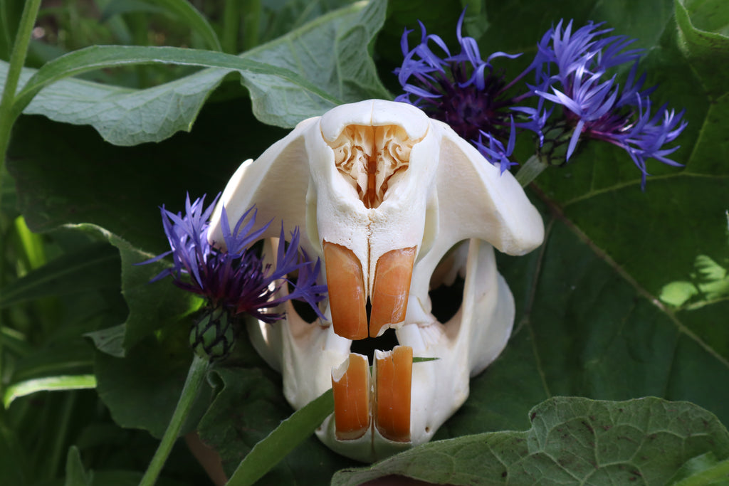 Geriatric Beaver Skull