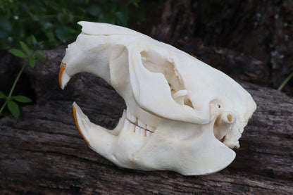 Geriatric Beaver Skull