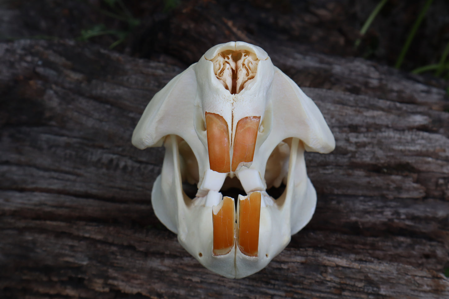 Geriatric Beaver Skull