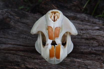 Geriatric Beaver Skull