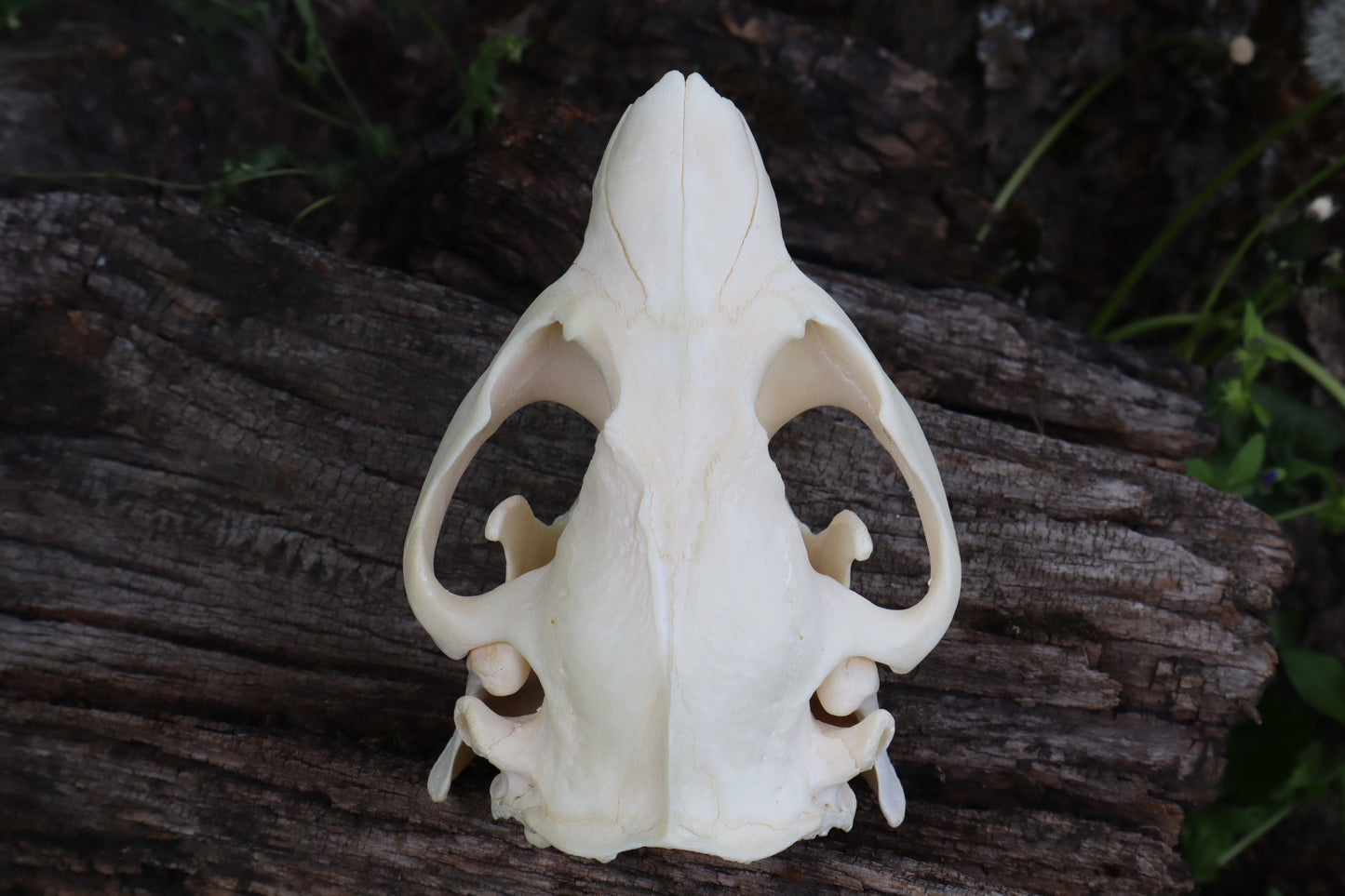 Geriatric Beaver Skull