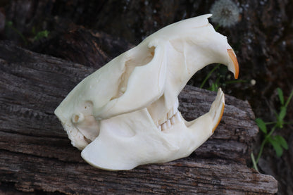 Geriatric Beaver Skull