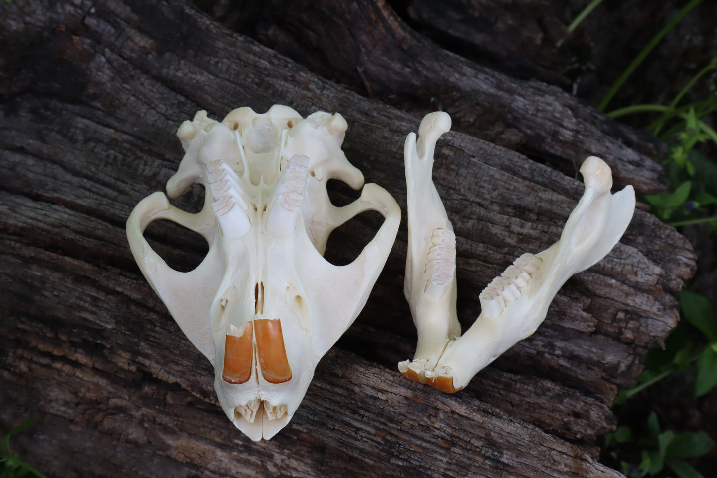 Geriatric Beaver Skull