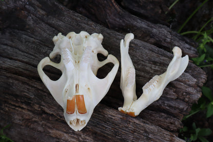 Geriatric Beaver Skull