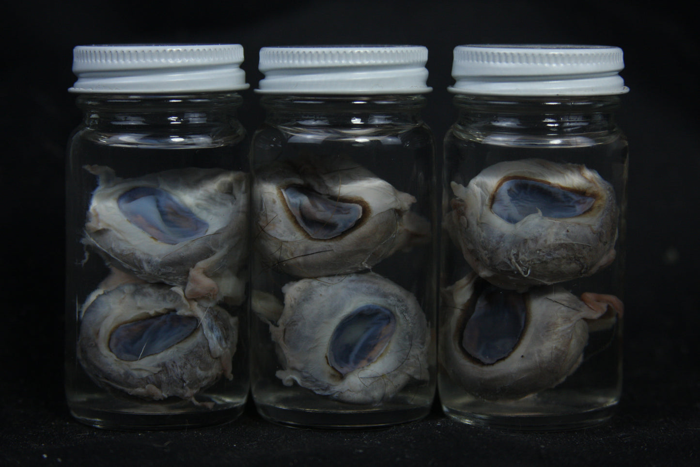 Goat Eyes Wet Specimen