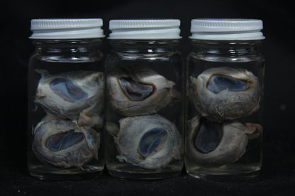 Goat Eyes Wet Specimen