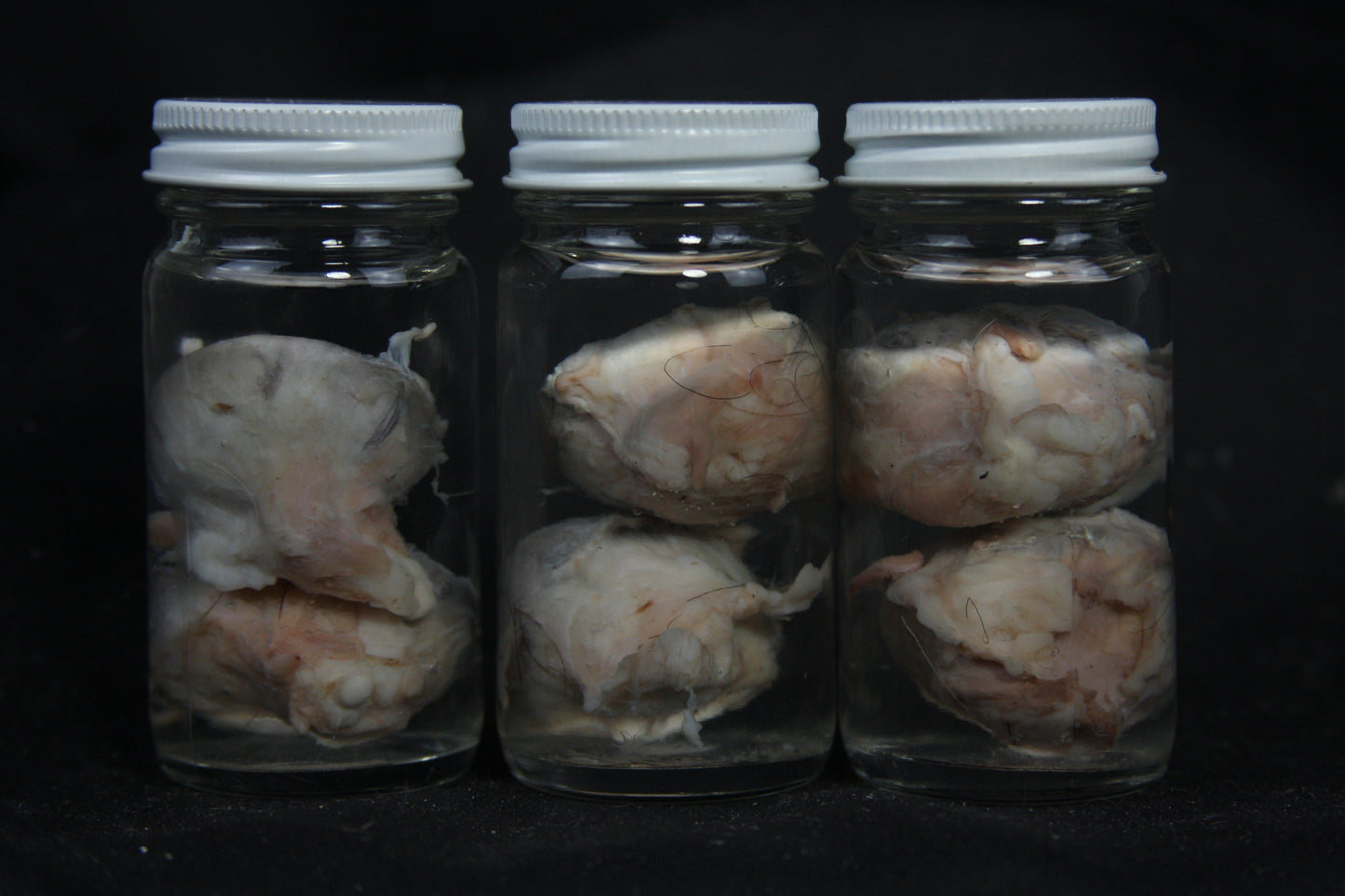Goat Eyes Wet Specimen
