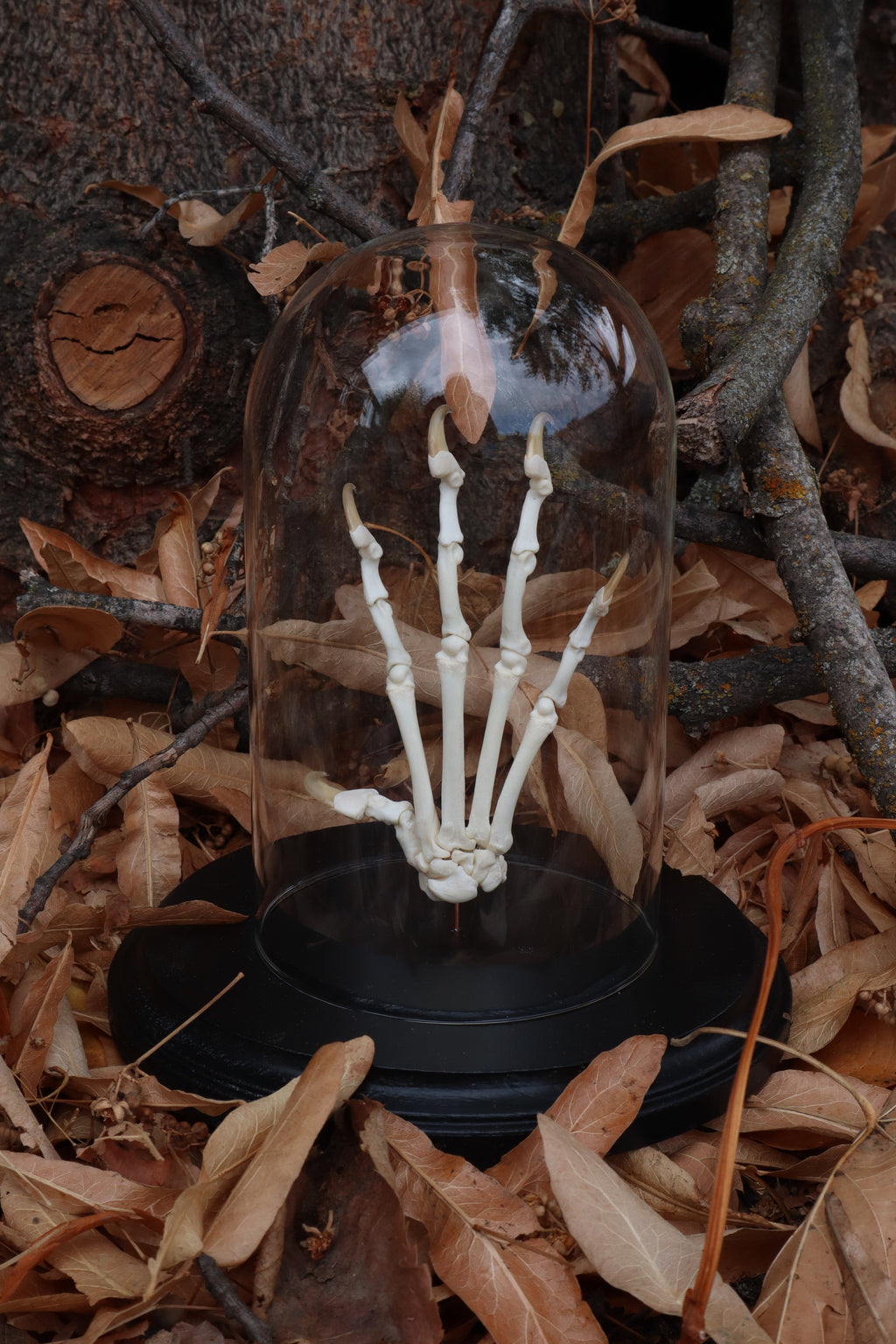 Bobcat Paw Articulation in Glass Dome