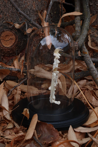 Bobcat Paw Articulation in Glass Dome