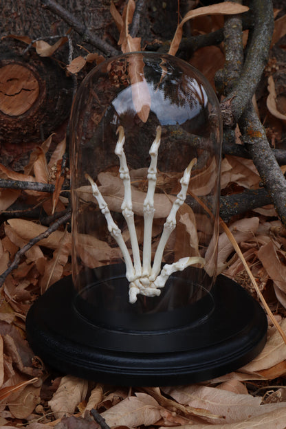 Bobcat Paw Articulation in Glass Dome