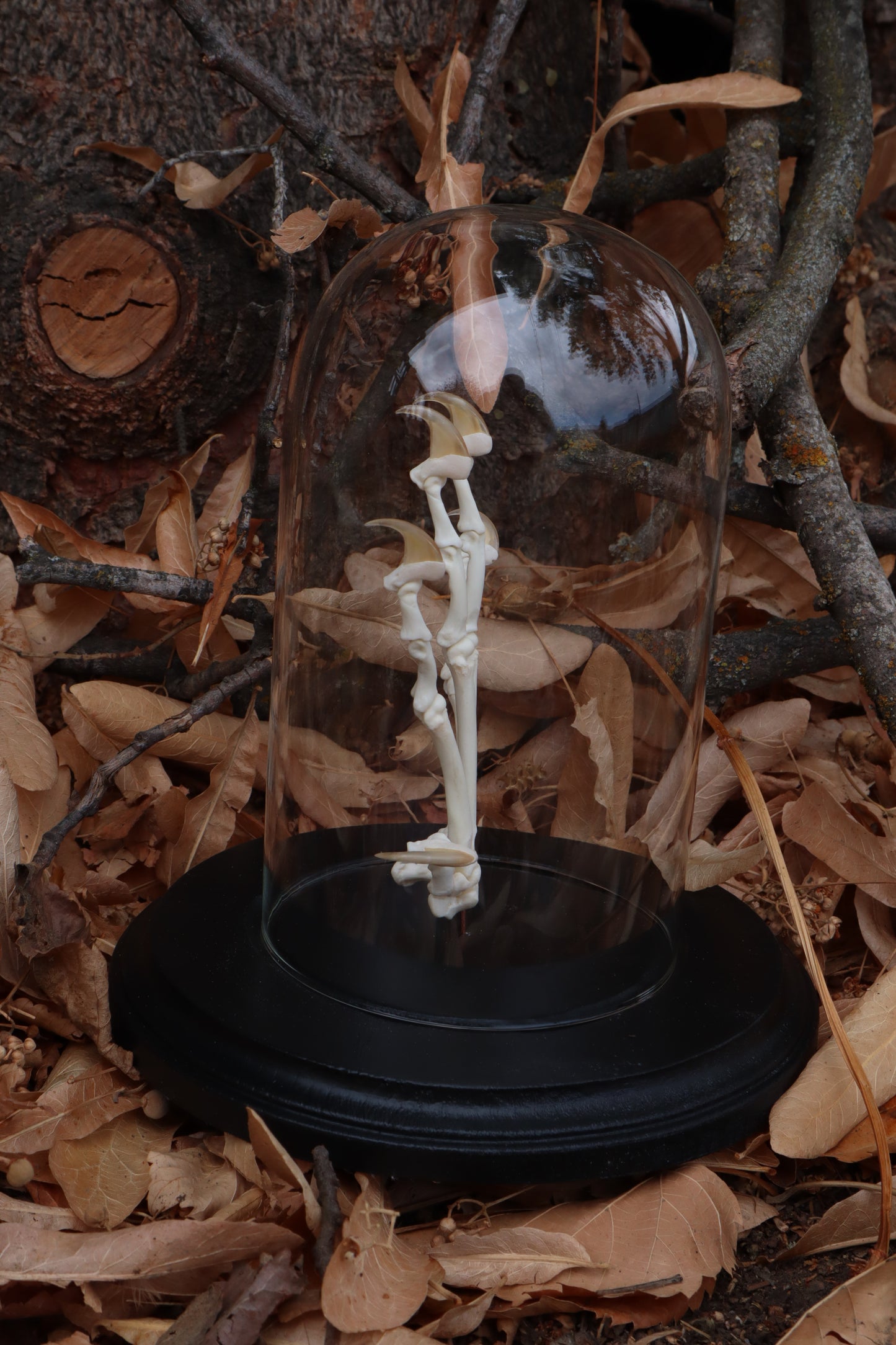 Bobcat Paw Articulation in Glass Dome