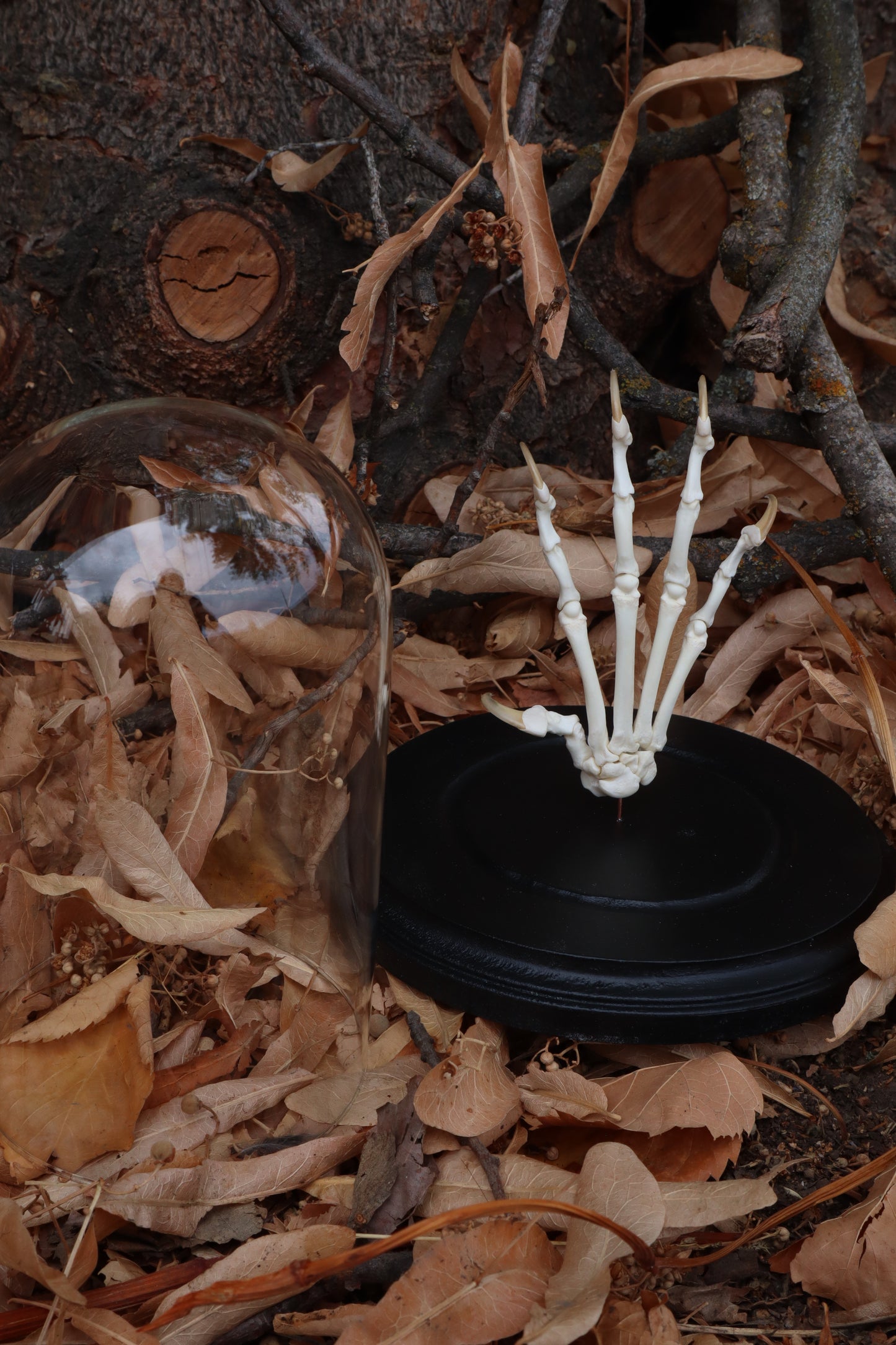 Bobcat Paw Articulation in Glass Dome