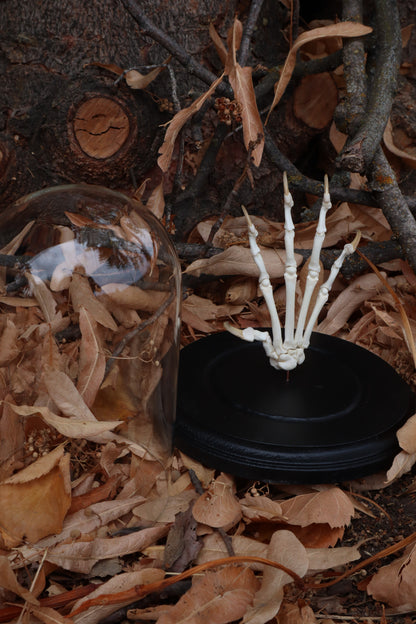 Bobcat Paw Articulation in Glass Dome