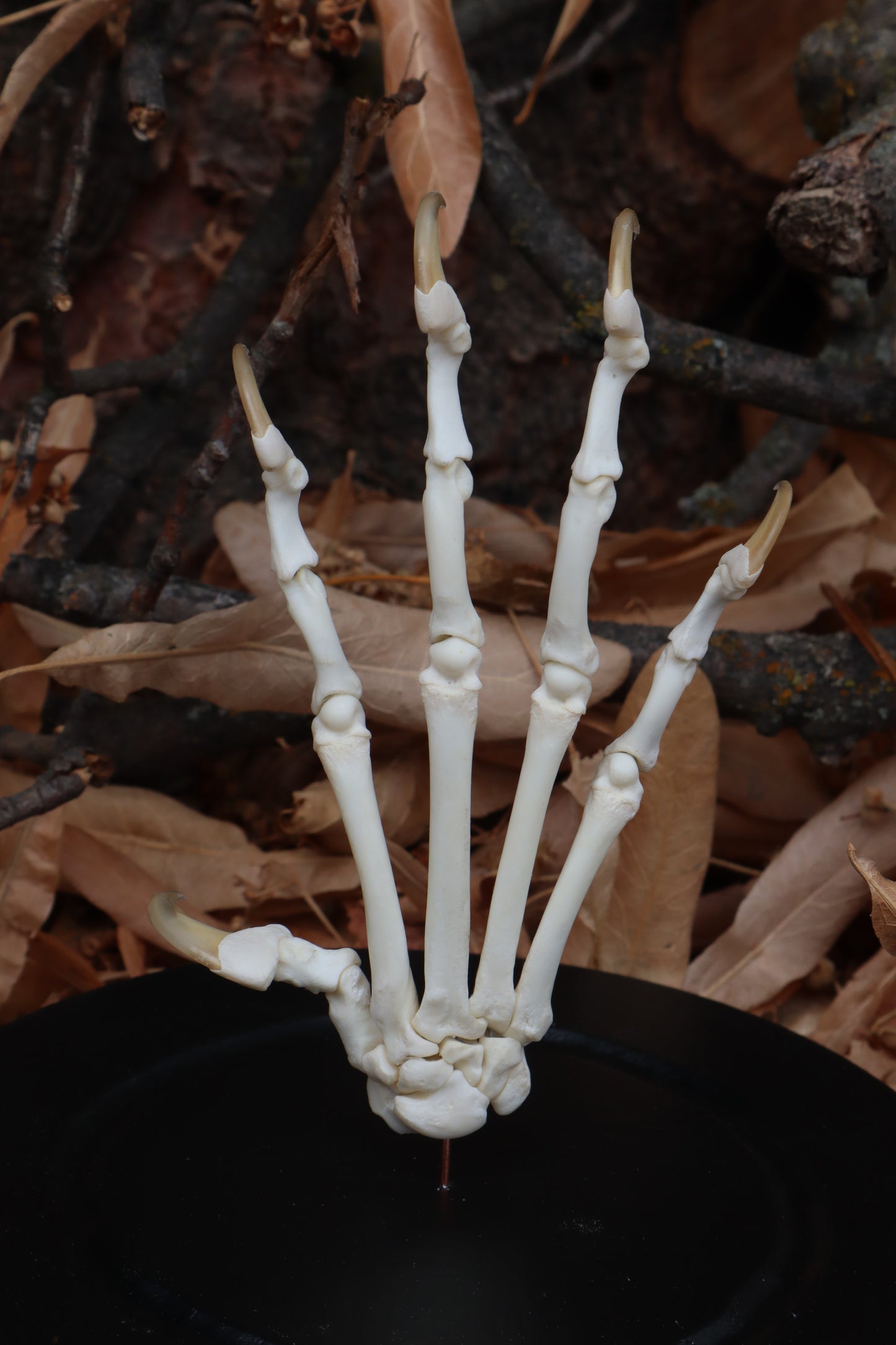 Bobcat Paw Articulation in Glass Dome