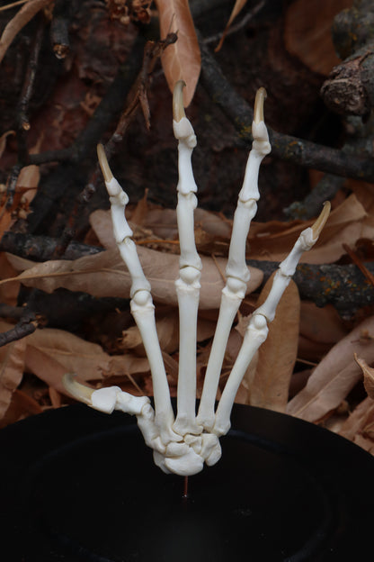 Bobcat Paw Articulation in Glass Dome