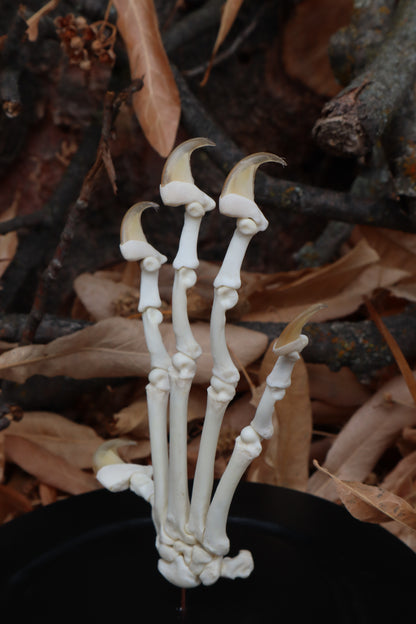 Bobcat Paw Articulation in Glass Dome