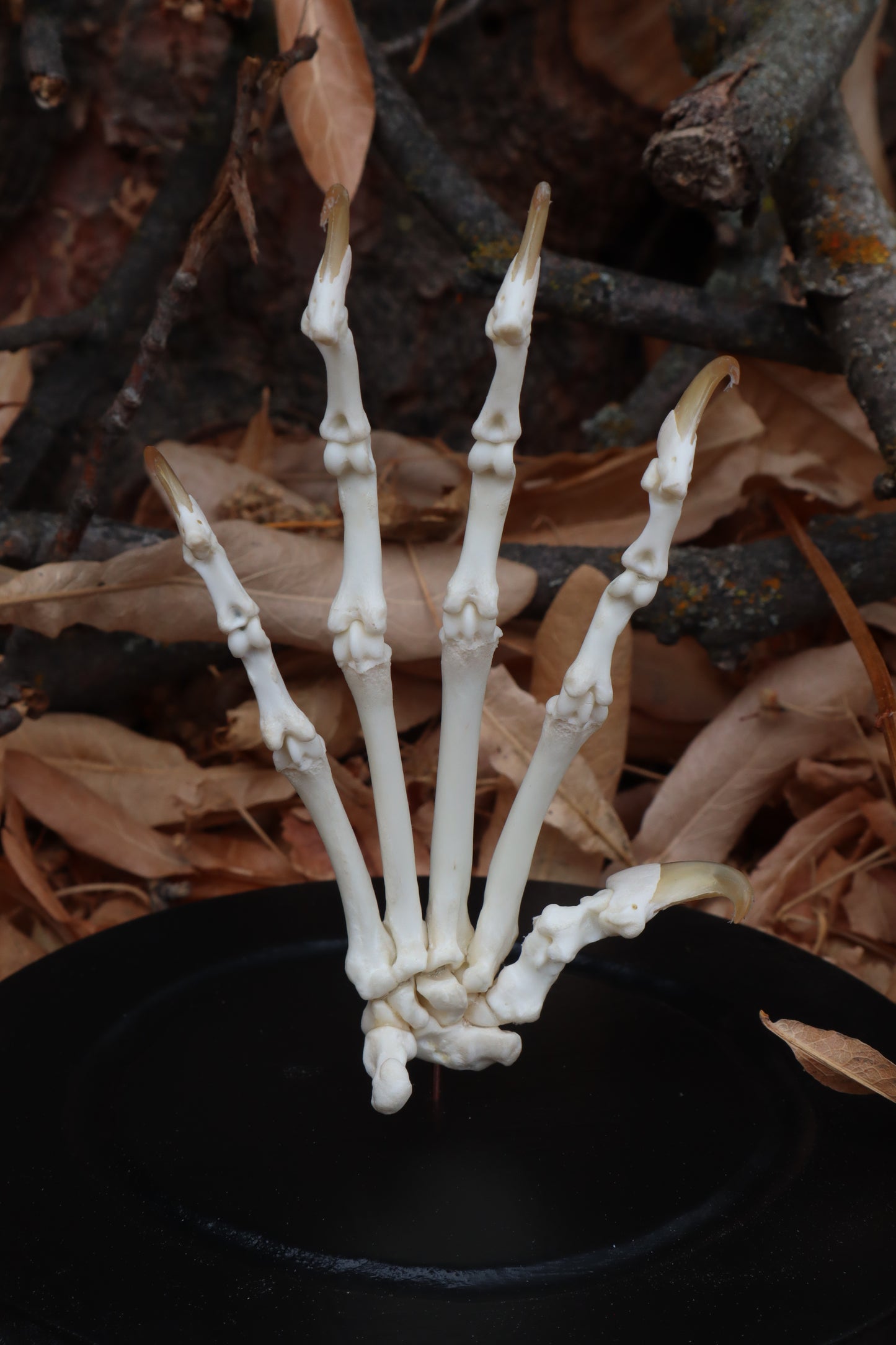 Bobcat Paw Articulation in Glass Dome