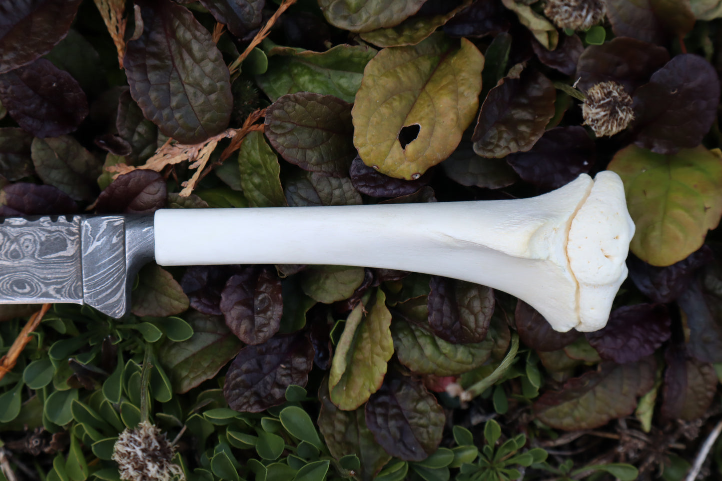 Damascus Whitetail Fawn Tibia Knife